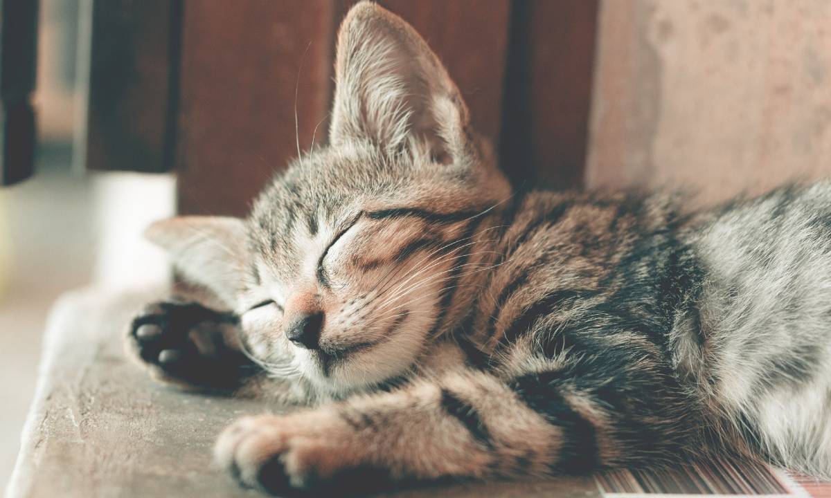 41 Frasi Sui Gatti In Inglese E Italiano Le Piu Belle E Spiritose