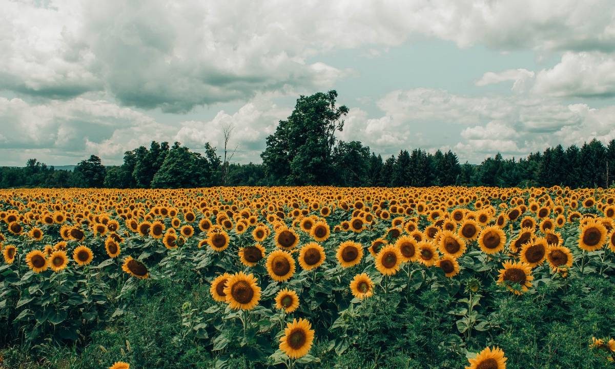 Frasi sui Girasoli