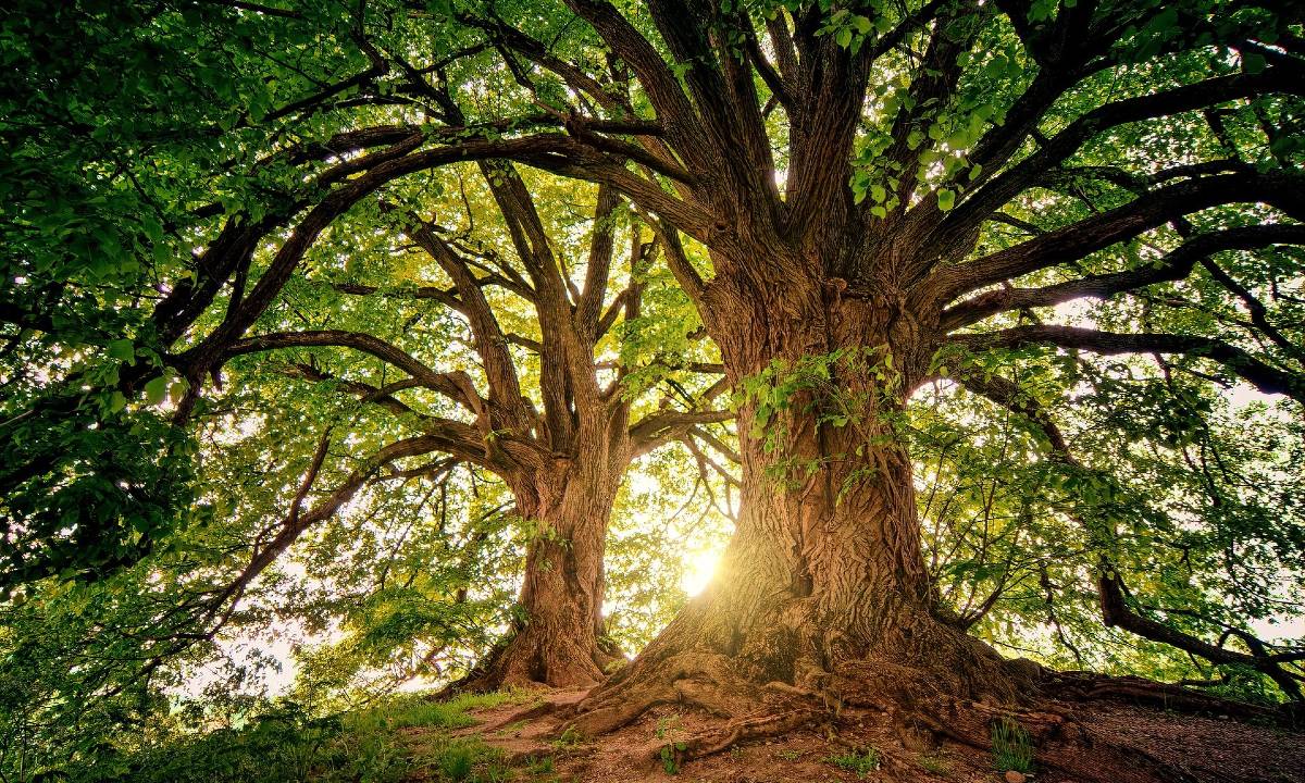 55 Frasi Per Instagram Sulla Natura Le Citazioni Piu Belle Da Condividere